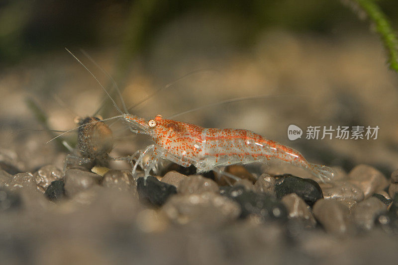 红火矮虾仔(Neocaridina denticulata sinensis)